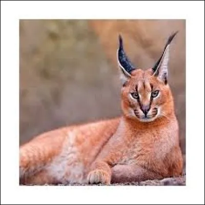 What is the name of this animal ?