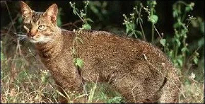 What is the name of this animal ?