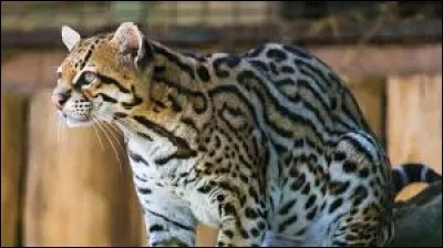 What is the name of this animal ?