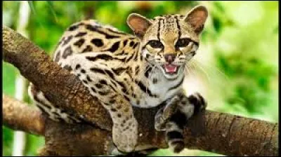What is the name of this animal ?