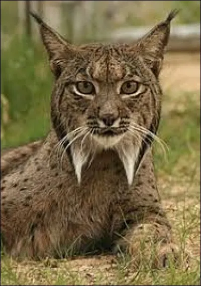 What is the name of this animal ?