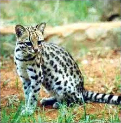 What is the name of this animal ?