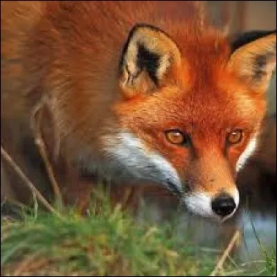 What is the name of this animal ?