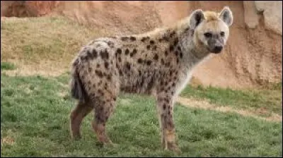 What is the name of this animal ?