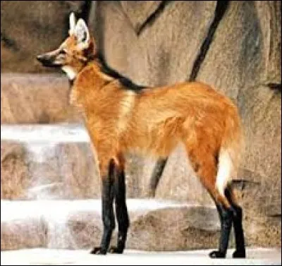 What is the name of this animal ?