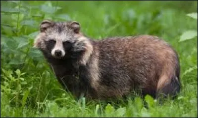 What is the name of this animal ?