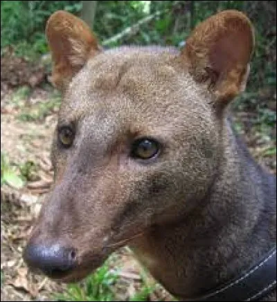 What is the name of this animal ?