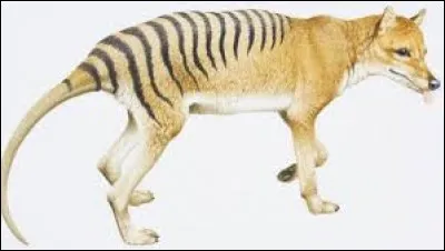 What is the name of this animal ?
