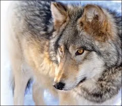 What is the name of this animal ?