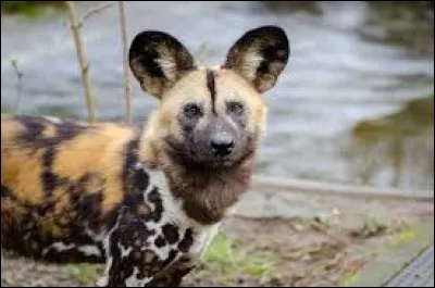 What is the name of this animal ?