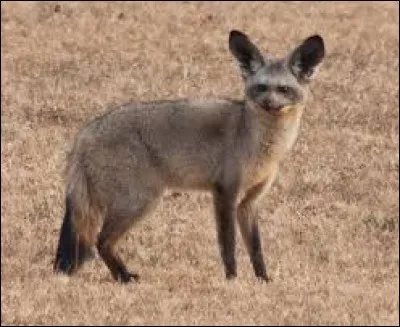 What is the name of this animal ?