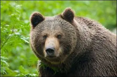 What is the name of this animal ?