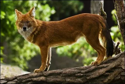 What is the name of this animal ?
