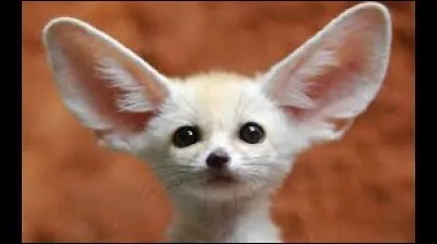 What is the name of this animal ?