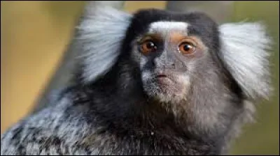 What is the name of this monkey ?