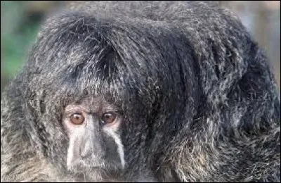 What is the name of this monkey ?