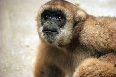 What is the name of this monkey ?
