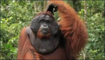 What is the name of this monkey ?