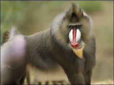 What is the name of this monkey ?