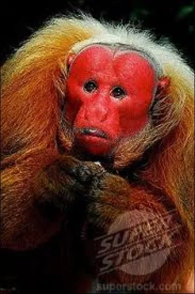 What is the name of this monkey ?