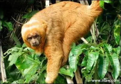 What is the name of this monkey ?