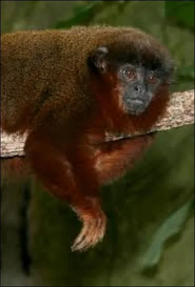 What is the name of this monkey ?