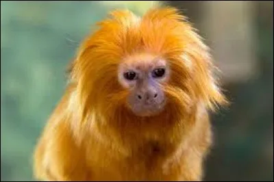 What is the name of this monkey ?