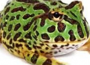 Quiz Frogs
