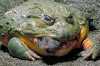 What is the name of this frog ?