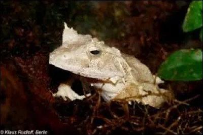 What is the name of this frog ?