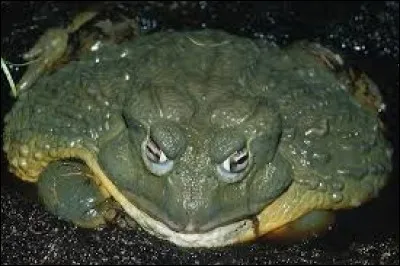 What is the name of this frog ?