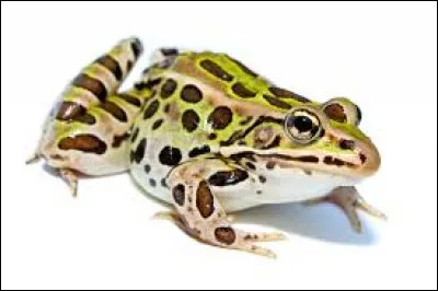 What is the name of this frog ?