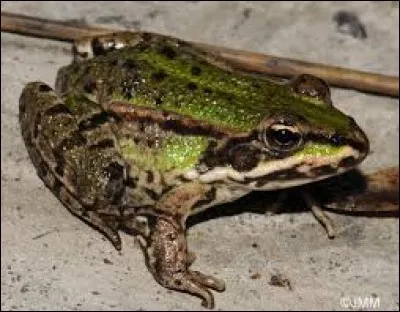 What is the name of this frog ?