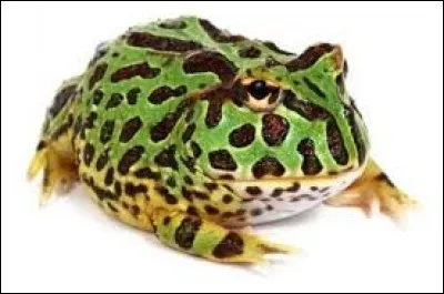 What is the name of this frog ?