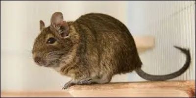 What is the name of this animal ?