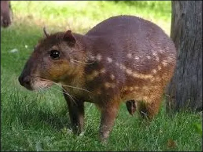 What is the name of this animal ?
