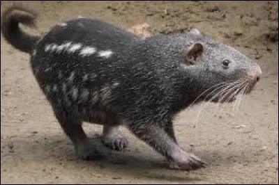 What is the name of this animal ?