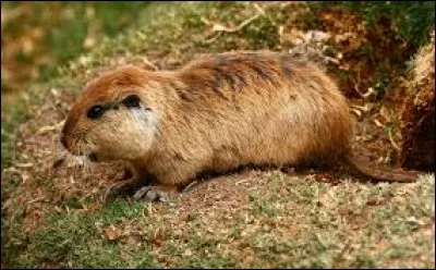 What is the name of this animal ?