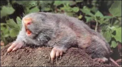 What is the name of this animal ?