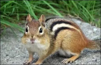 What is the name of this animal ?