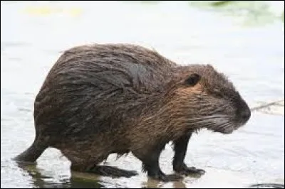 What is the name of this animal ?