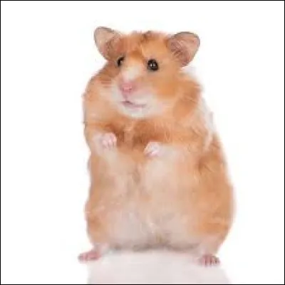 What is the name of this animal ?