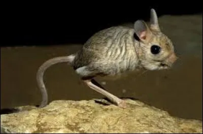 What is the name of this animal ?