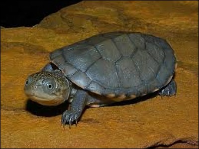What is the name of this turtle ?