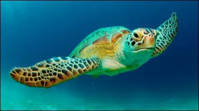 What is the name of this turtle ?