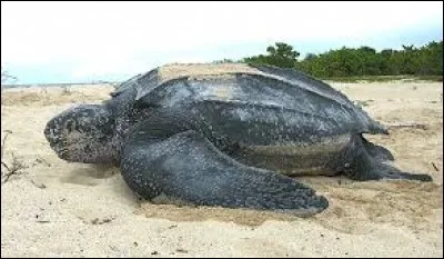 What is the name of this turtle ?