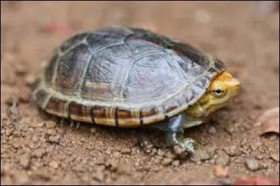 What is the name of this turtle ?