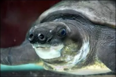 What is the name of this turtle ?