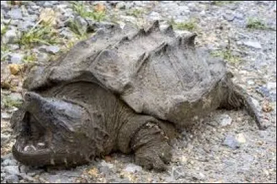 What is the name of this turtle ?