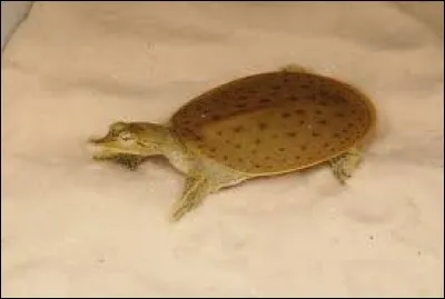 What is the name of this turtle ?